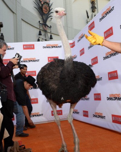 Netflix заплатил страусу, чтобы он пошел по красной дорожке на премьере арестованной разработки